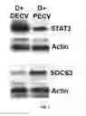 Fig. 04 - TREATING CANCER