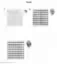 Fig. 02 - Interferon-β production modulating listeria strains and methods for using same