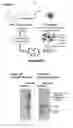 Fig. 02 - Development of a highly efficient second generation nicotine-conjugate vaccine to treat nicotine addiction