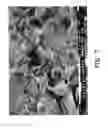 Fig. 09 - Composition, preparation, and use of chitosan shards for biomedical applications