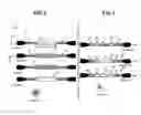 Fig. 03 - Multilayer Fibrous Polymer Scaffolds, Methods of Production and Methods of Use