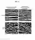 Fig. 13 - Multilayer Fibrous Polymer Scaffolds, Methods of Production and Methods of Use