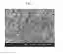 Fig. 02 - Porous membrane and method for manufacturing the same