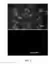 Fig. 09 - C4S proteoglycan specific transporter molecules