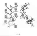 Fig. 20 - C4S proteoglycan specific transporter molecules