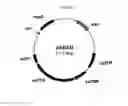 Fig. 02 - Recombinant polypeptide