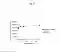 Fig. 06 - NOVEL PEPTIDE AND APPLICATION THEREOF