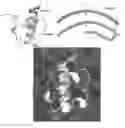 Fig. 01 - Modified Insulin Polypeptides and Their Uses