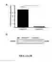 Fig. 02 - METHODS AND COMPOSITIONS FOR MODULATION OF OLFML3 MEDIATED ANGIOGENESIS