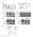Fig. 07 - Agents that modulate immune cell activation and methods of use thereof