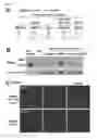 Fig. 08 - Agents that modulate immune cell activation and methods of use thereof