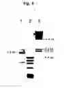 Fig. 09 - Methods and compositions for increasing α-L-iduronidase activity in the CNS