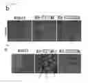 Fig. 07 - Medicament comprising activity modulator for CD300a-expressing cell associated with allergic disease, CD300a gene-deficient mouse, and use of activity modulator for CD300a-expressing cell