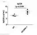 Fig. 40 - Medicament comprising activity modulator for CD300a-expressing cell associated with allergic disease, CD300a gene-deficient mouse, and use of activity modulator for CD300a-expressing cell