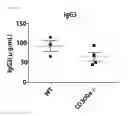 Fig. 41 - Medicament comprising activity modulator for CD300a-expressing cell associated with allergic disease, CD300a gene-deficient mouse, and use of activity modulator for CD300a-expressing cell