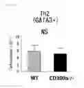Fig. 45 - Medicament comprising activity modulator for CD300a-expressing cell associated with allergic disease, CD300a gene-deficient mouse, and use of activity modulator for CD300a-expressing cell