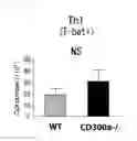 Fig. 46 - Medicament comprising activity modulator for CD300a-expressing cell associated with allergic disease, CD300a gene-deficient mouse, and use of activity modulator for CD300a-expressing cell