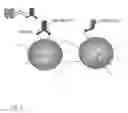Fig. 02 - Stem cell enhancing therapeutics
