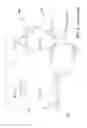 Fig. 07 - Macromonomers for preparation of degradable polymers and model networks