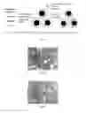 Fig. 02 - Molecularly imprinted polymer nanoparticles compatible with biological samples and preparation method thereof