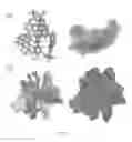 Fig. 08 - SOLUBLE POLYMERS
