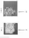Fig. 02 - Pellet and precursor with recycled content