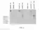 Fig. 03 - Methods of producing RPE cells
