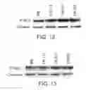 Fig. 09 - Methods of producing RPE cells