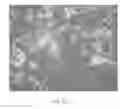 Fig. 16 - Methods of producing RPE cells