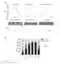 Fig. 05 - Method for inducing pluripotent stem cells to differentiate into ventricular myocytes in vitro