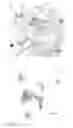 Fig. 09 - Method for inducing pluripotent stem cells to differentiate into ventricular myocytes in vitro