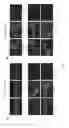 Fig. 07 - MUSCLE CELL PRODUCTION