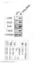 Fig. 10 - METHOD FOR REPROGRAMMING OF HUMAN DENTAL PULP CELL USING OCT4 AND SOX2 AND USE THEREOF