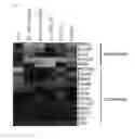 Fig. 20 - METHOD FOR REPROGRAMMING OF HUMAN DENTAL PULP CELL USING OCT4 AND SOX2 AND USE THEREOF