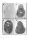 Fig. 29 - METHOD FOR REPROGRAMMING OF HUMAN DENTAL PULP CELL USING OCT4 AND SOX2 AND USE THEREOF