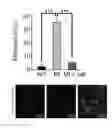 Fig. 37 - METHOD FOR REPROGRAMMING OF HUMAN DENTAL PULP CELL USING OCT4 AND SOX2 AND USE THEREOF