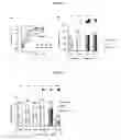 Fig. 09 - MVA virus and uses thereof