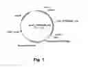 Fig. 02 - Polypeptides having laccase activity and polynucleotides encoding same