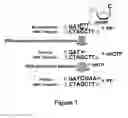 Fig. 02 - Pyrophosphorolysis-activated polymerization (PAP) using ribonucleic acid (RNA) template