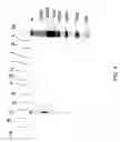 Fig. 05 - Method and apparatus for isolating nucleic acids