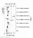 Fig. 08 - SHORT INTERFERING NUCLEIC ACID (siNA) COMPOSITIONS