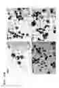 Fig. 22 - EMBEDDED CHIMERIC PEPTIDE NUCLEIC ACIDS AND USES THEREOF