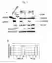 Fig. 02 - Therapeutic applications of p53 isoforms in regenerative medicine, aging and cancer