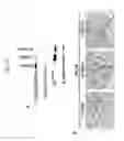 Fig. 22 - Therapeutic applications of p53 isoforms in regenerative medicine, aging and cancer