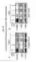 Fig. 71 - Therapeutic applications of p53 isoforms in regenerative medicine, aging and cancer