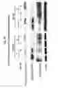 Fig. 72 - Therapeutic applications of p53 isoforms in regenerative medicine, aging and cancer