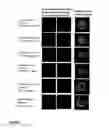 Fig. 08 - CD133 aptamers for detection of cancer stem cells