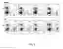 Fig. 02 - Modulation of Hematopoietic Stem Cell Differentiation