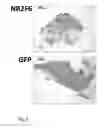 Fig. 06 - Modulation of Hematopoietic Stem Cell Differentiation