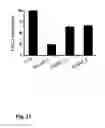Fig. 22 - Modulation of Hematopoietic Stem Cell Differentiation